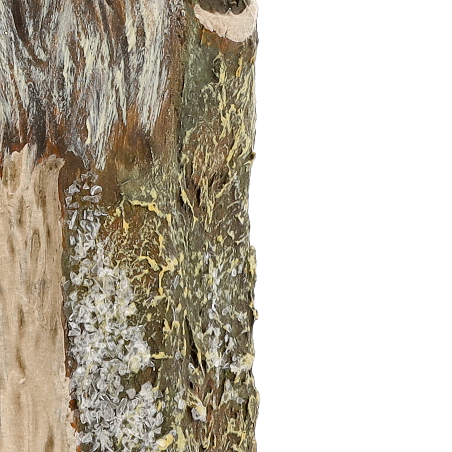 Detailfoto Baumrinde mit Flechten und Struktur